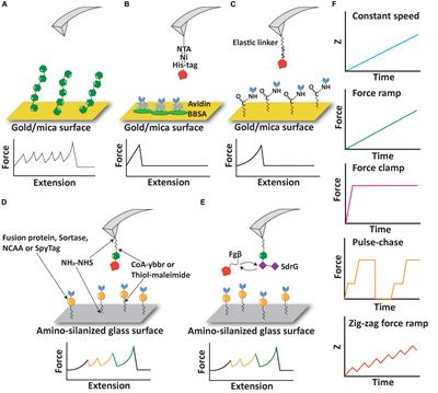 Next Generation Methods for Single-Molecule Force Spectroscopy on Polyproteins and Receptor-Ligand Complexes